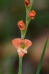 Gladiolus densiflorus