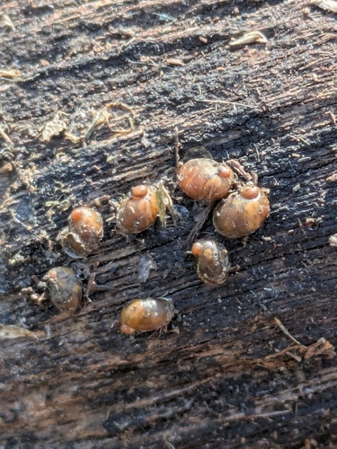 Succinea macgillivrayi, 2025-08-05