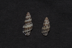 Maculotriton serriale