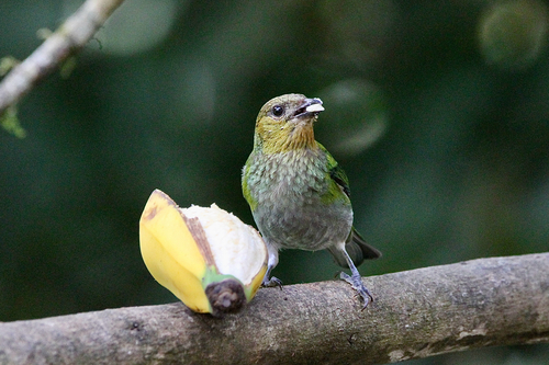 Silver-backed Tanager (Stilpnia viridicollis), photo 9