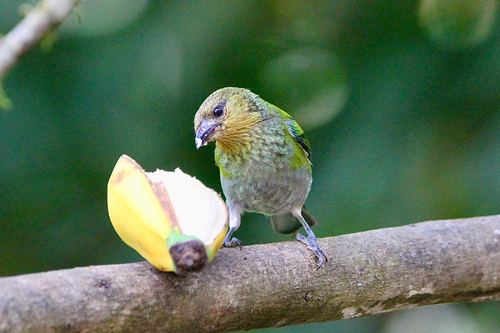 Silver-backed Tanager (Stilpnia viridicollis), photo 4