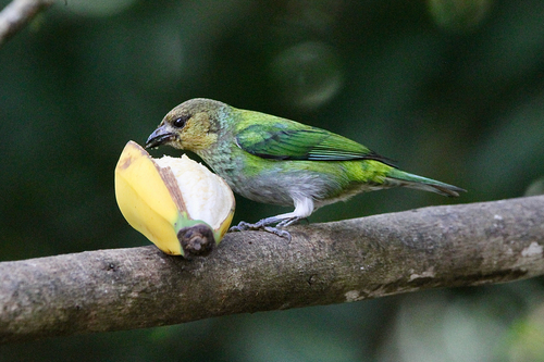 Silver-backed Tanager (Stilpnia viridicollis), photo 3