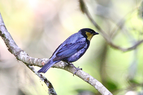 Silver-backed Tanager (Stilpnia viridicollis), photo 6