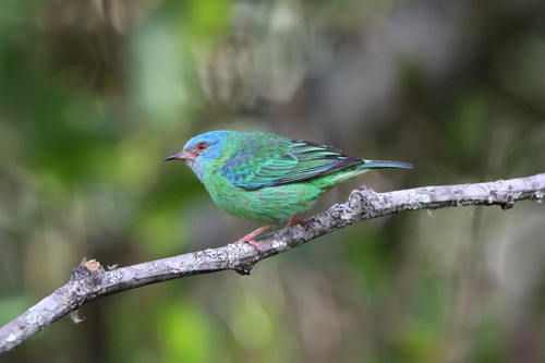 Blue Dacnis