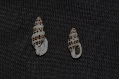 Maculotriton serriale