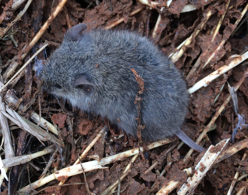 Northern Pygmy Mouse