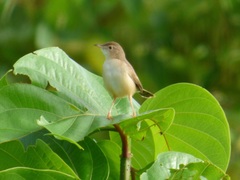 Cisticola cantans