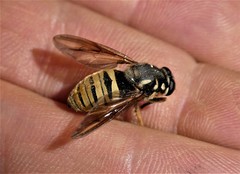 Temnostoma excentrica