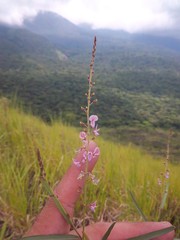 Desmodium angustifolium
