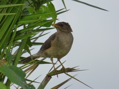 Turdus pelios