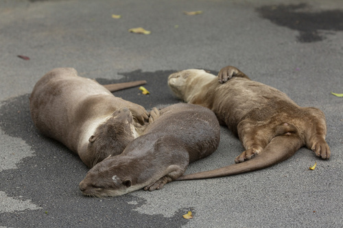 Smooth-coated Otter, photo 6 of 8