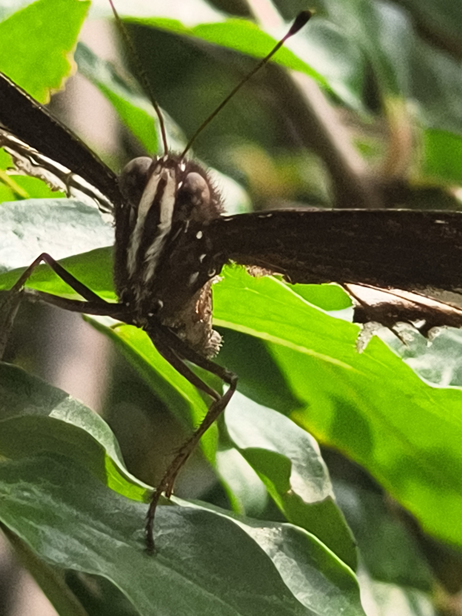 Great Eggfly