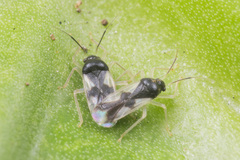 Ernestinus siamensis