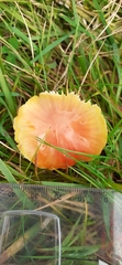 Hygrocybe mucronella