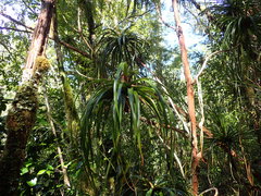 Dracophyllum elegantissimum