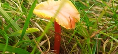 Hygrocybe mucronella