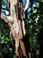 Dracophyllum elegantissimum