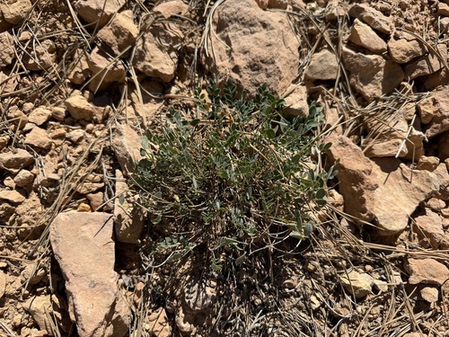 Great Bladdery Milkvetch (Astragalus megacarpus)
