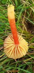 Hygrocybe mucronella