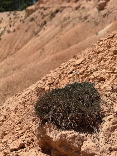 Panguitch Buckwheat (Eriogonum panguicense)
