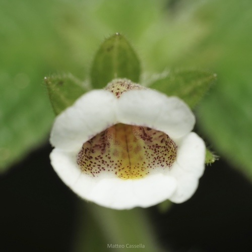 Achimenes warszewicziana (Achimenes warszewicziana)