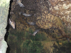 Rousettus aegyptiacus