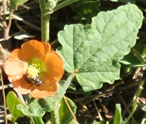 gray globemallow (Sphaeralcea incana)