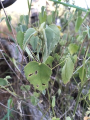 Abutilon fruticosum