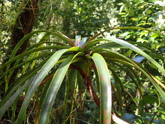 Dracophyllum elegantissimum