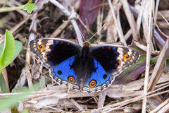 Junonia orithya wallacei
