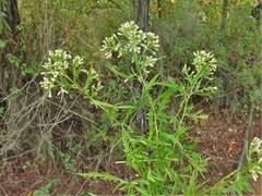 Eupatorium × pinnatifidum