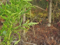Eupatorium × pinnatifidum
