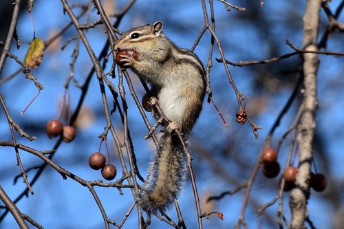 Siberian Chipmunk