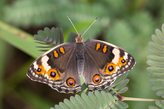 Junonia orithya wallacei