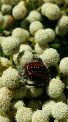 Trichostetha capensis capensis