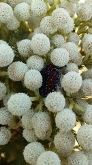 Trichostetha capensis capensis