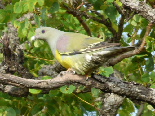 Bruce's Green-Pigeon