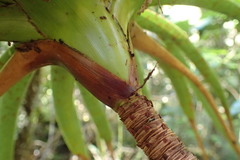 Dracophyllum elegantissimum