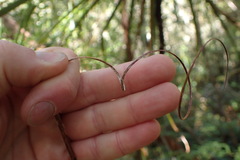 Dracophyllum elegantissimum