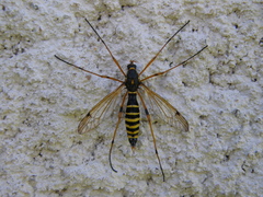 Ctenophora flaveolata