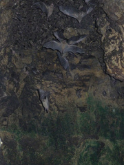 Rousettus aegyptiacus