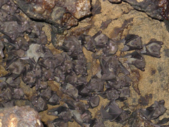 Rousettus aegyptiacus