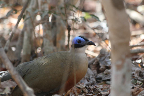 Giant Coua (Coua gigas)