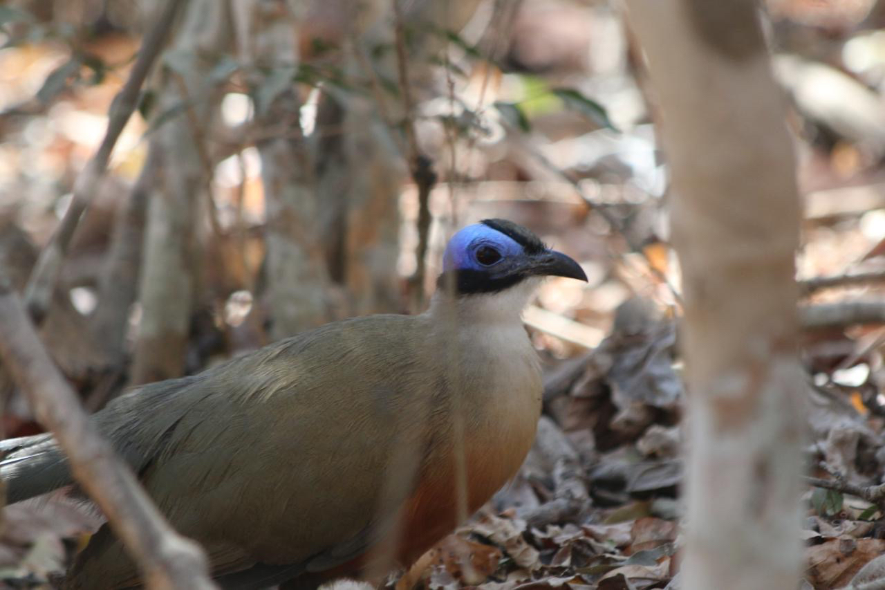 Giant Coua (Coua gigas), photo 1
