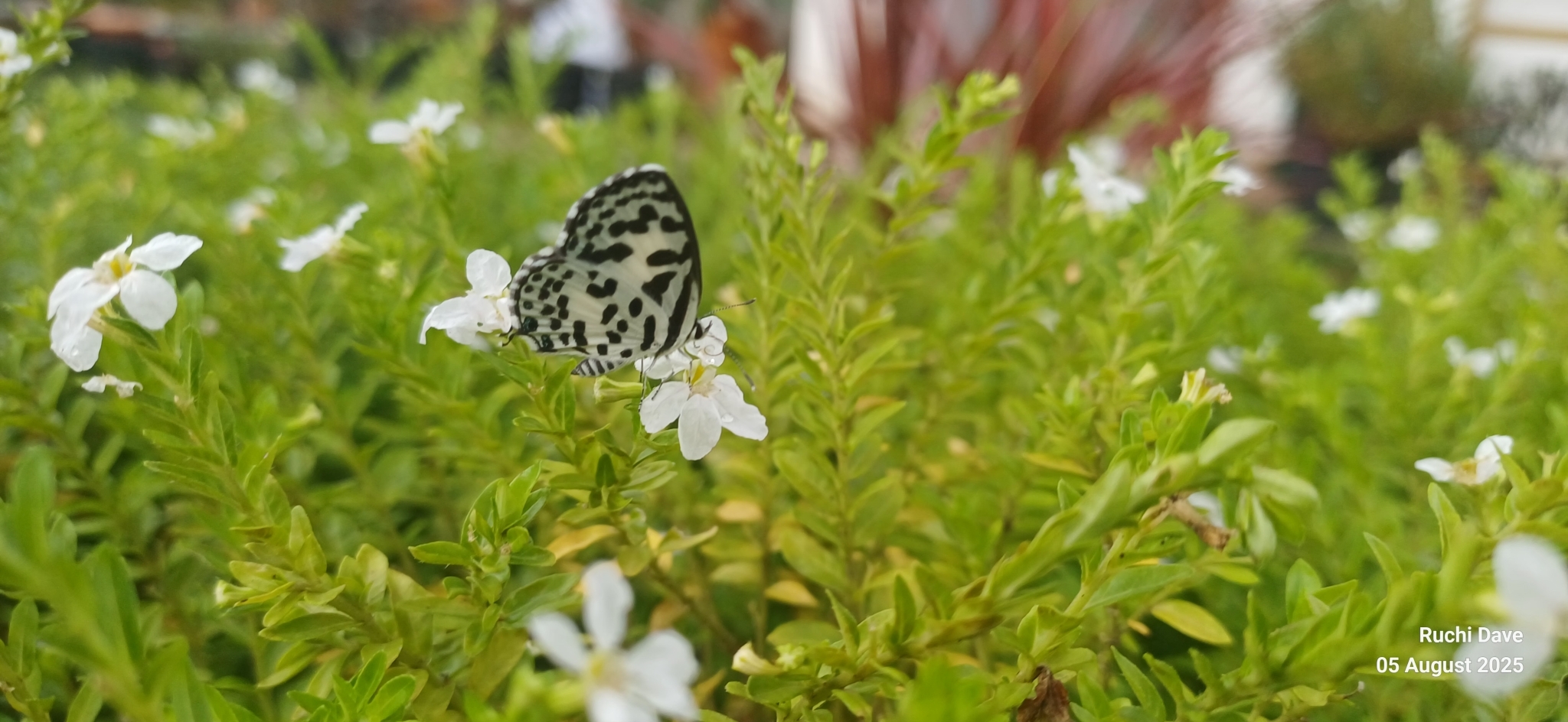 Common Pierrot