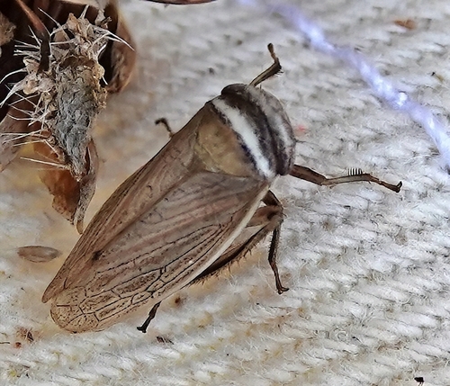 Pendarus magnus