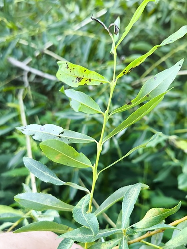 Наблюдение на iNaturalist
