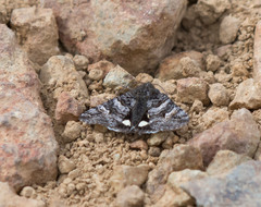 Litocala sexsignata