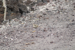 Camarhynchus parvulus parvulus