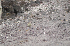 Camarhynchus parvulus parvulus